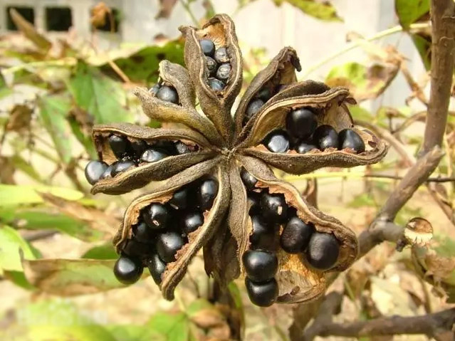 菏澤牡丹籽油介紹