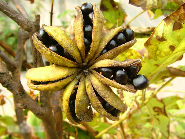 牡丹籽油行業(yè)標(biāo)準(zhǔn)