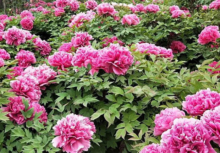 牡丹籽油的產(chǎn)品特點